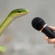SnekSpeak