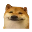 doggo