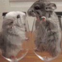 chinchin