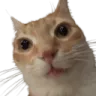catstare catstare