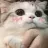 senpai_cute_kitten senpai_cute_kitten