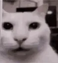 shock