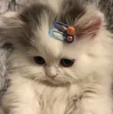 Gato_truste Gato_truste