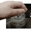 jojocatpet