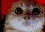 AngryCat
