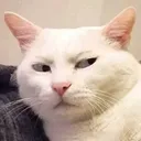 cat_sahi_hai