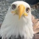 eagle