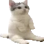 catsit