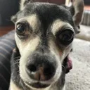 Sarge_hihellogreetingswelcome