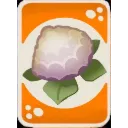 Hotpot_DariCloves