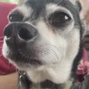 Sarge_huh
