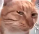 sussycat sussycat