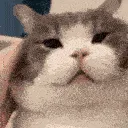 catassault