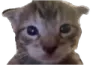 erm