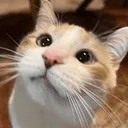 _panko_stare