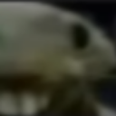 LcoElLeftCaballo Discord emoji