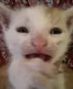 WHATTHEFUCK