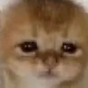 sadcatto