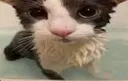 Soggycat
