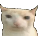 ned