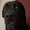 bitchwtf