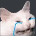 cat_cry