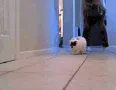 catrun