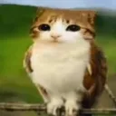 dumbassbirdmeowl