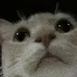 cat_check