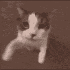 zcatkiss