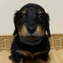 dumbassdog