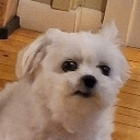 f_ewbro Discord Emoji | ☽・𝙇𝙪𝙣𝙖𝙧 𝙇𝙤𝙪𝙣𝙜𝙚・☽ 𝘈𝘯𝘪𝘮𝘦 ✦ 𝘔𝘶𝘴𝘪𝘤 ✦ 𝘊𝘩𝘢𝘵