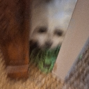 f_inyowalls Discord sticker - ☽・𝙇𝙪𝙣𝙖𝙧 𝙇𝙤𝙪𝙣𝙜𝙚・☽ 𝘈𝘯𝘪𝘮𝘦 ✦ 𝘔𝘶𝘴𝘪𝘤 ✦ 𝘊𝘩𝘢𝘵