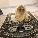 Islamiccats