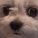 f_okay custom emote from ☽・𝙇𝙪𝙣𝙖𝙧 𝙇𝙤𝙪𝙣𝙜𝙚・☽ 𝘈𝘯𝘪𝘮𝘦 ✦ 𝘔𝘶𝘴𝘪𝘤 ✦ 𝘊𝘩𝘢𝘵