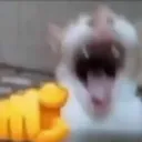 catpointandlaugh