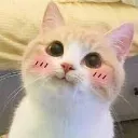 CuteCat
