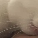Wide_Mochi_Eppy_Bite_1 Wide_Mochi_Eppy_Bite_1