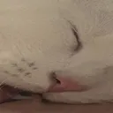 Wide_Mochi_Eppy_Bite_2
