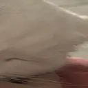 Wide_Mochi_Eppy_Bite_3 Wide_Mochi_Eppy_Bite_3