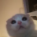 asiyitatlipisicik