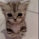 gato