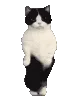 CatgiDance4