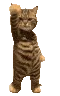 CatgiDance3