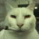 live_reaction_based