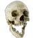 skull_pog