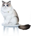PsyCat_Sit_2