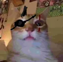 VenomCat