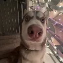 HuskyStare