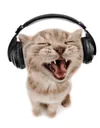 catwithheadphones catwithheadphones